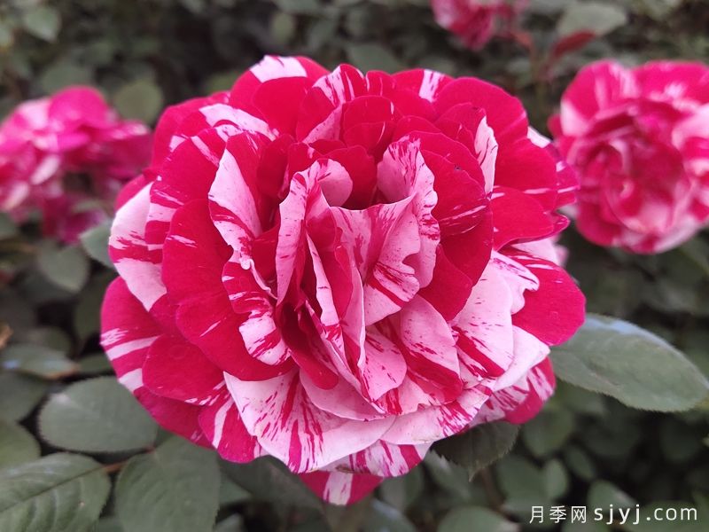 节日礼花月季Festival Color(图1)