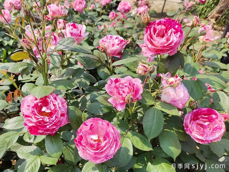 节日礼花月季Festival Color(图7)
