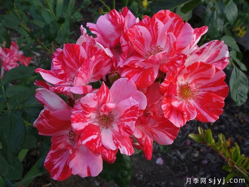 节日奏鸣曲Festival Fanfare(图3)