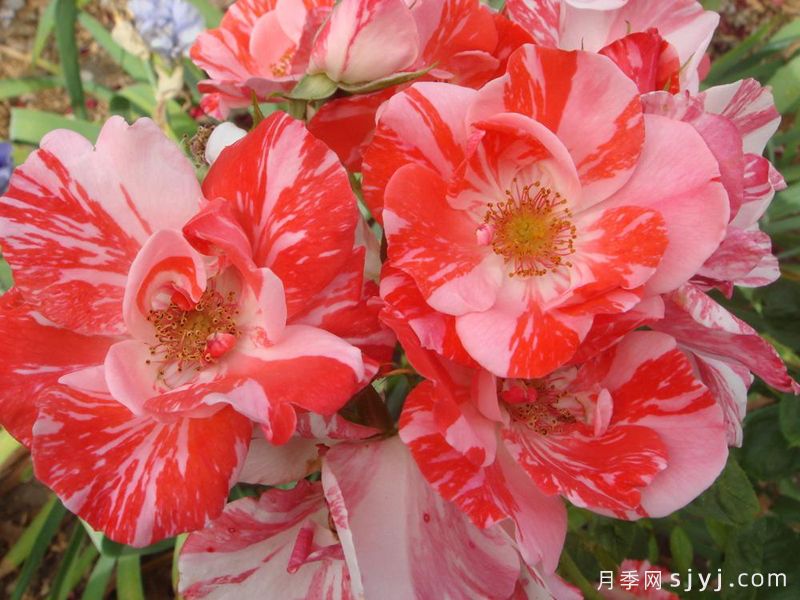 节日奏鸣曲Festival Fanfare(图2)