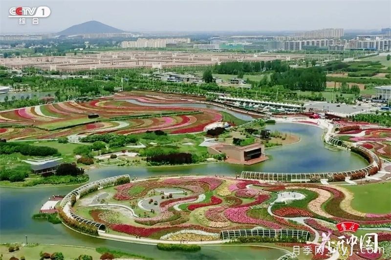 《花开中国》南阳月季：月季之都花满城，一脉馨香贯古今(图2)