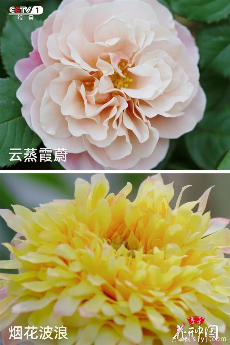 《花开中国》南阳月季：月季之都花满城，一脉馨香贯古今(图3)