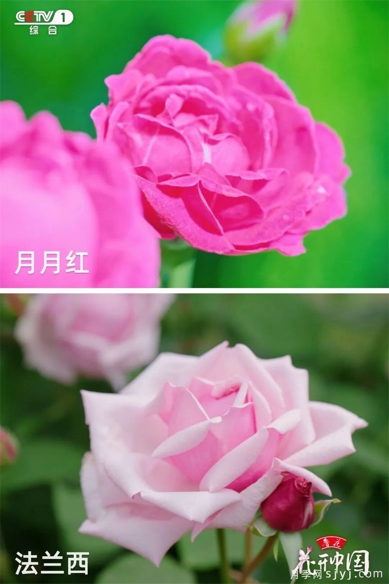 《花开中国》南阳月季：月季之都花满城，一脉馨香贯古今(图4)