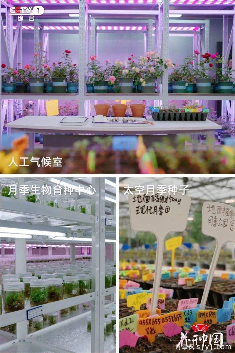 《花开中国》南阳月季：月季之都花满城，一脉馨香贯古今(图6)