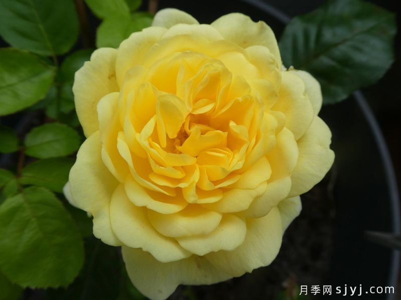 黄爱玫月季/黄色玫兰之爱/安妮杜普蕾/柠檬马卡龙Yellow Meilove(图1) 黄爱玫月季/黄色玫兰之爱/安妮杜普蕾/柠檬马卡龙Yellow Meilove(图1)