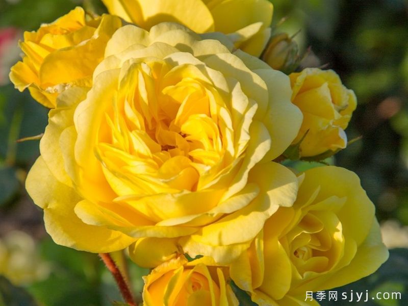 黄爱玫月季/黄色玫兰之爱/安妮杜普蕾/柠檬马卡龙Yellow Meilove(图2) 黄爱玫月季/黄色玫兰之爱/安妮杜普蕾/柠檬马卡龙Yellow Meilove(图2)