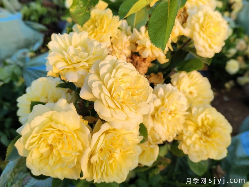 黄爱玫月季/黄色玫兰之爱/安妮杜普蕾/柠檬马卡龙Yellow Meilove(图3) 黄爱玫月季/黄色玫兰之爱/安妮杜普蕾/柠檬马卡龙Yellow Meilove(图3)