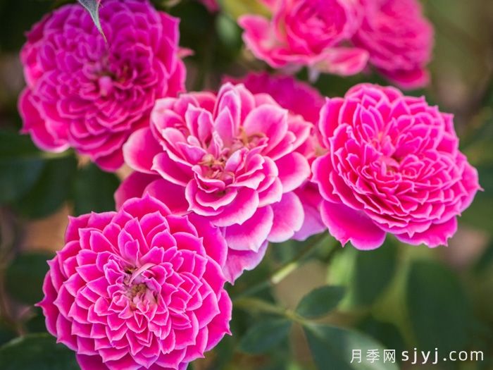 月季育种家：新西兰McGredy Roses(麦格雷迪)(图1)