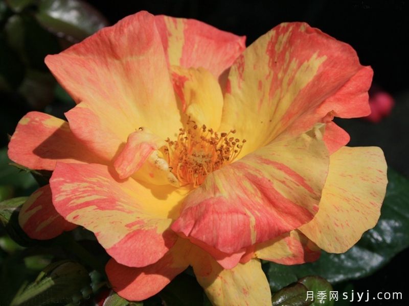 帆船月季Tenacious(图1)