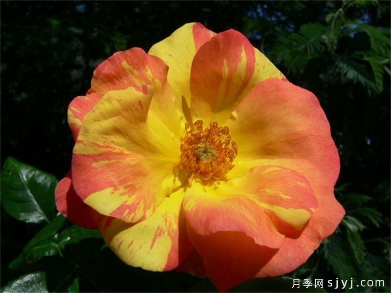 帆船月季Tenacious(图2)