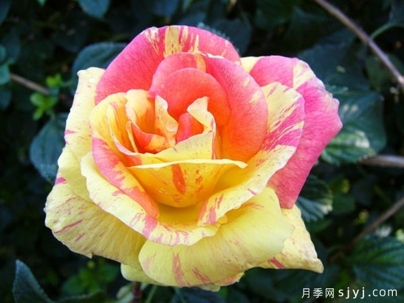 帆船月季Tenacious(图3)