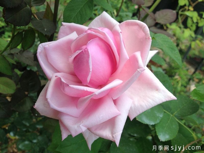 法兰西月季La France(图4) 法兰西月季La France(图4)