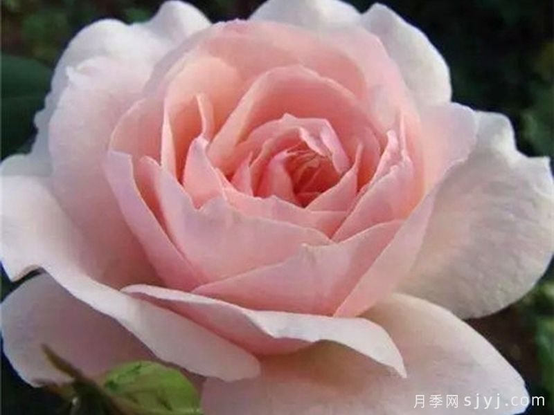 云蒸霞蔚月季(图3) 云蒸霞蔚月季(图3)