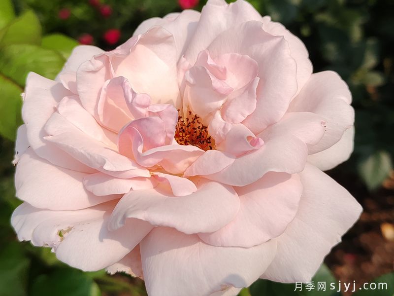 云蒸霞蔚月季(图1) 云蒸霞蔚月季(图1)