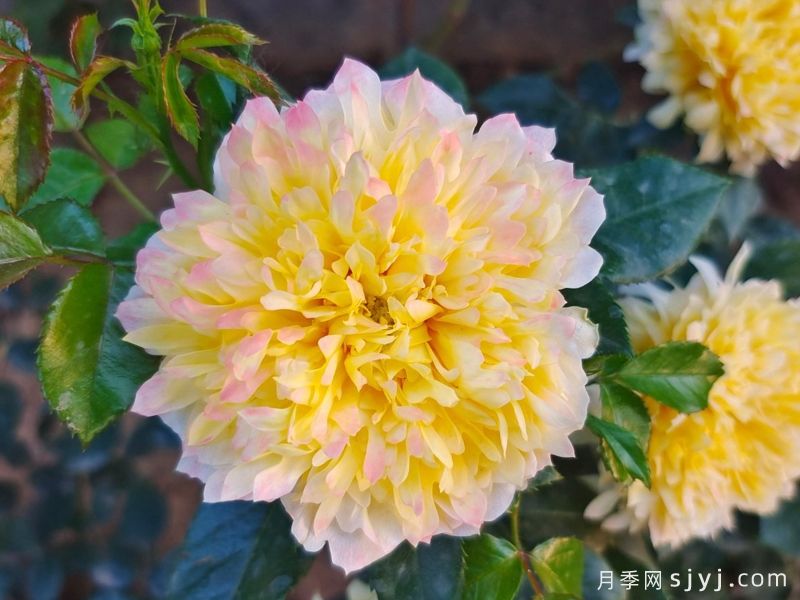 烟花波浪月季/烟花褶边Fireworks Ruffles(图2)