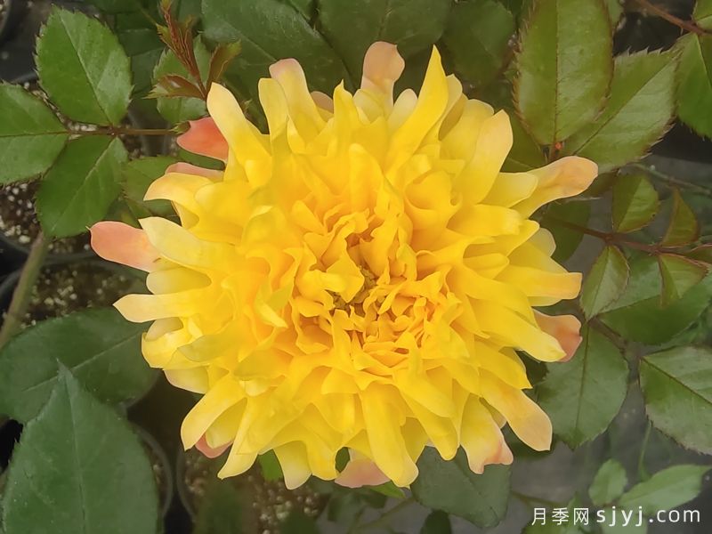 烟花波浪月季/烟花褶边Fireworks Ruffles(图4)