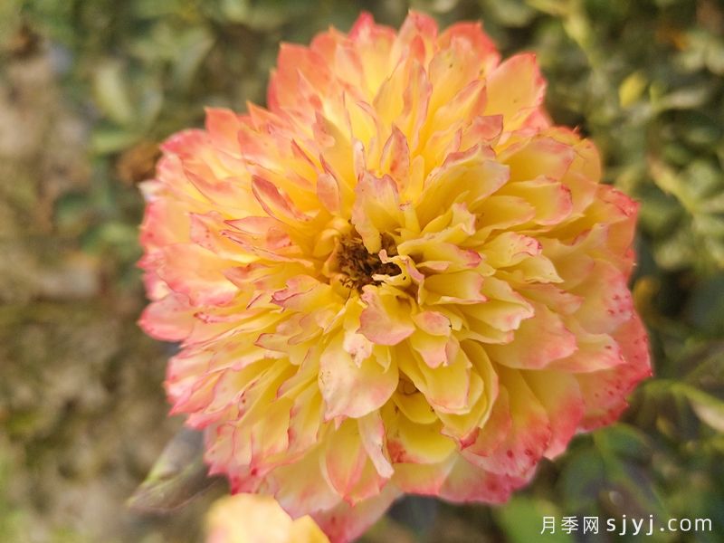 烟花波浪月季/烟花褶边Fireworks Ruffles(图5)