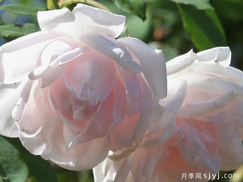 祥云粉月季(图2)