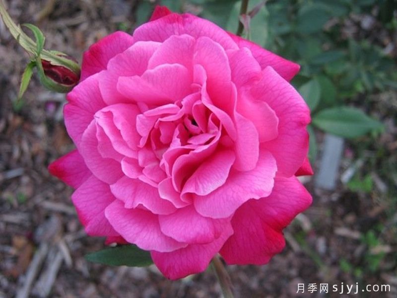 查尔斯大公月季Archduke Charles(图2)