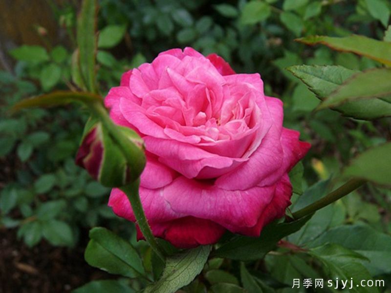 查尔斯大公月季Archduke Charles(图5)