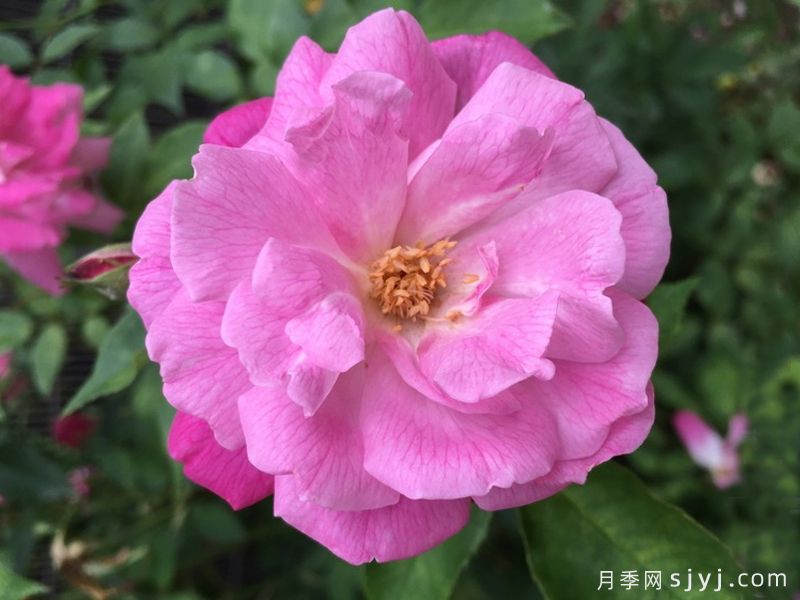 月月粉月季Old Blush(图1) 月月粉月季Old Blush(图1)