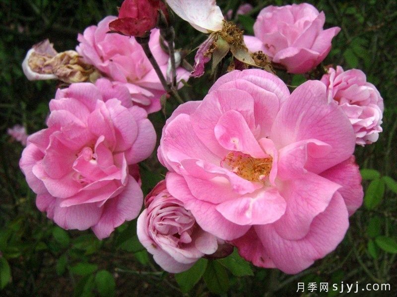 月月粉月季Old Blush(图3) 月月粉月季Old Blush(图3)