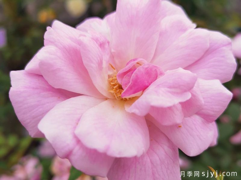 月月粉月季Old Blush(图2) 月月粉月季Old Blush(图2)