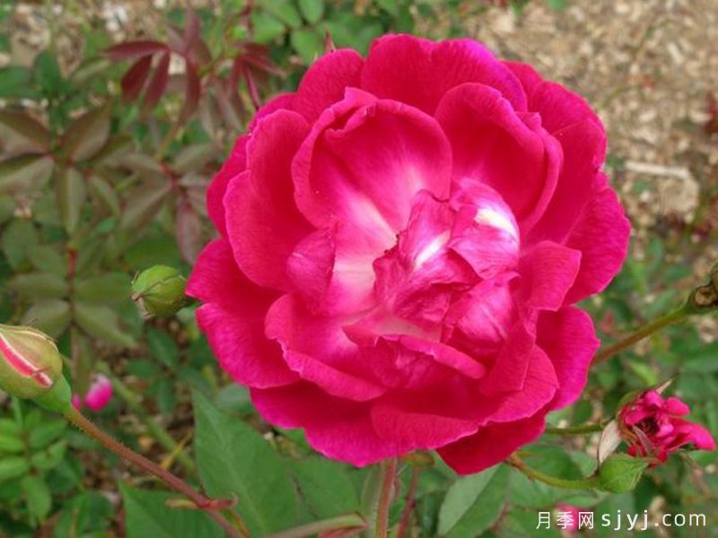月月红月季Old Crimson China(图2) 月月红月季Old Crimson China(图2)