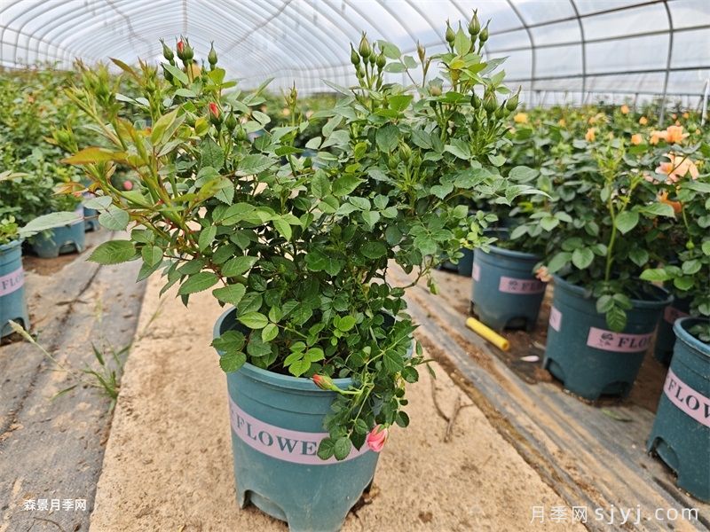 月季开花垂头的常见3大原因,如何改善垂头现象?(图2) 月季开花垂头的常见3大原因,如何改善垂头现象?(图2)