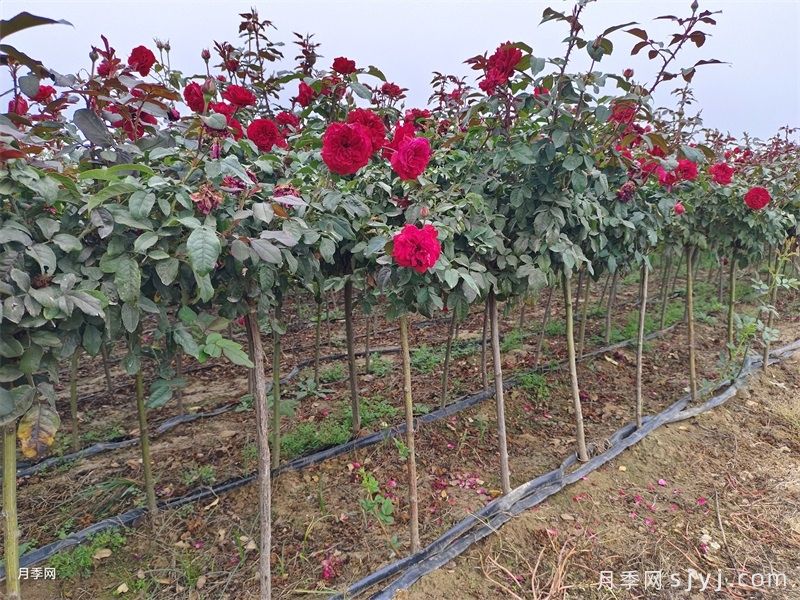 夏至月季养护指南,做好这5件事不黑腐不生病(图2) 夏至月季养护指南,做好这5件事不黑腐不生病(图2)