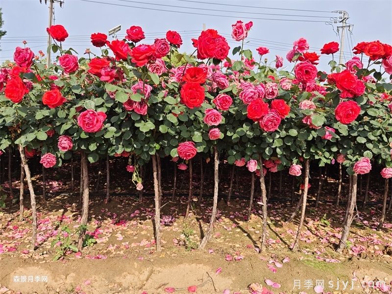 夏季园林绿化精细化养护管理技术指南(图2)
