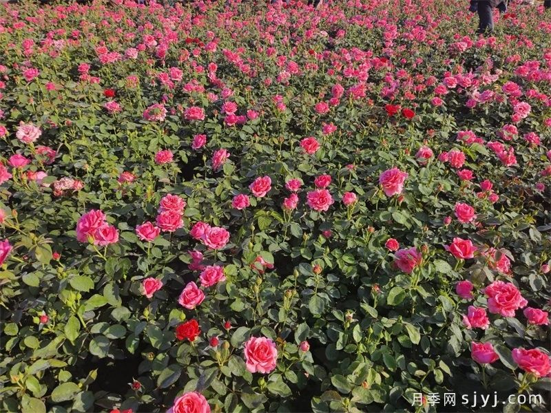 夏季园林绿化精细化养护管理技术指南(图3)