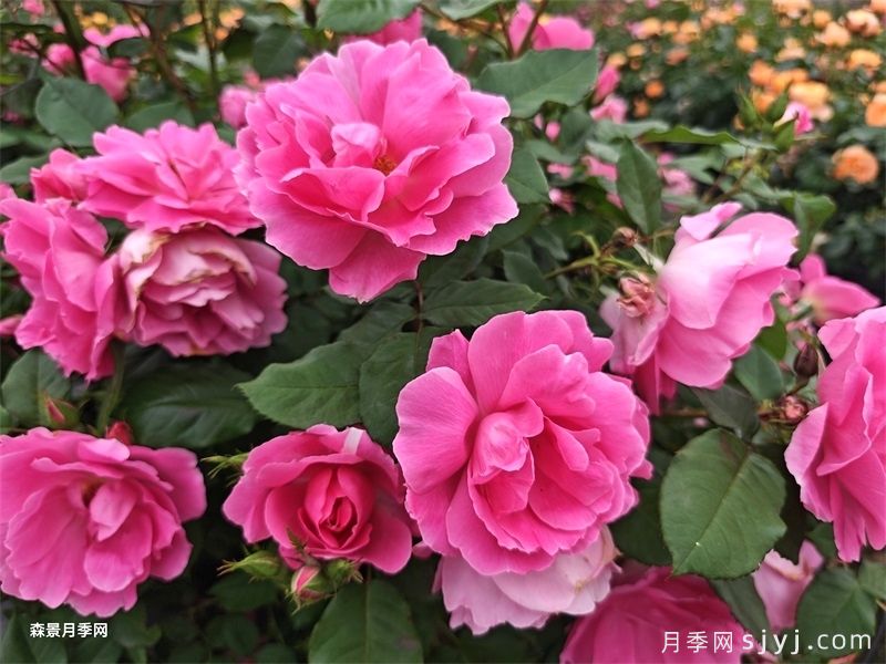 约定月季(图3)