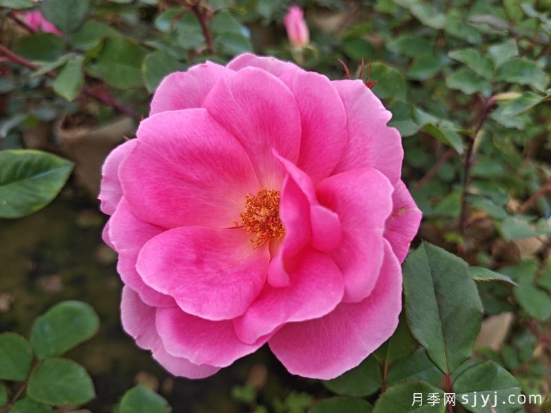 约定月季(图1)