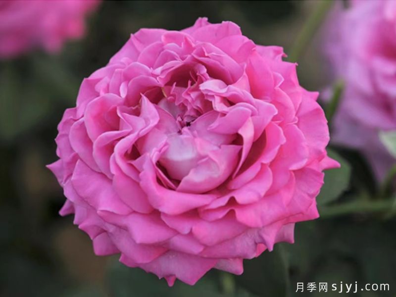 纳波湾月季(图2)