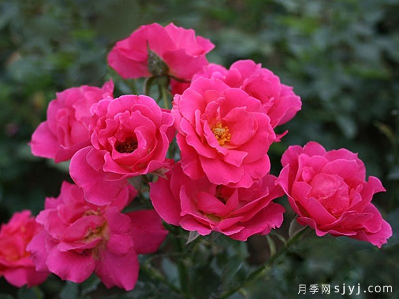 柔情似水月季(图1)