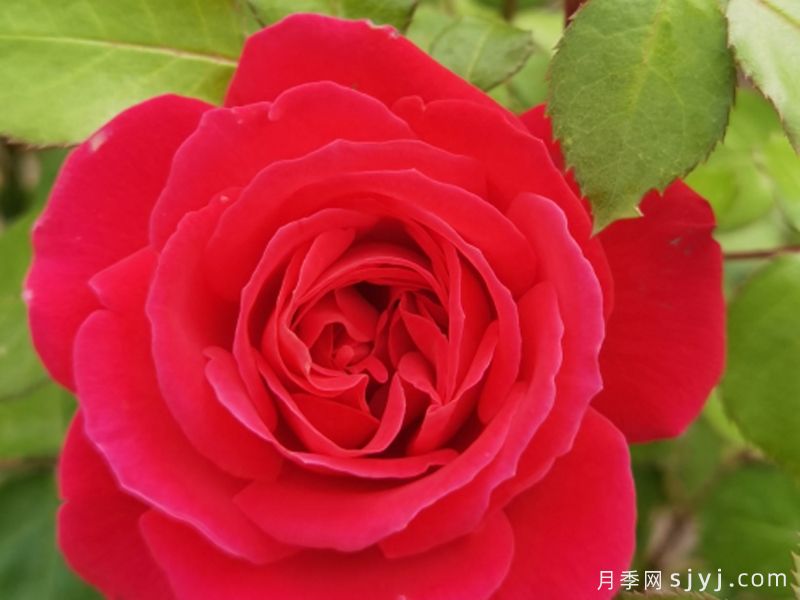 南阳红月季(图2)