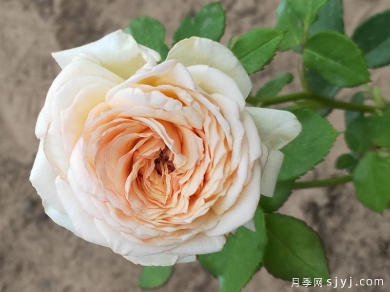 夏都之光月季(图1)