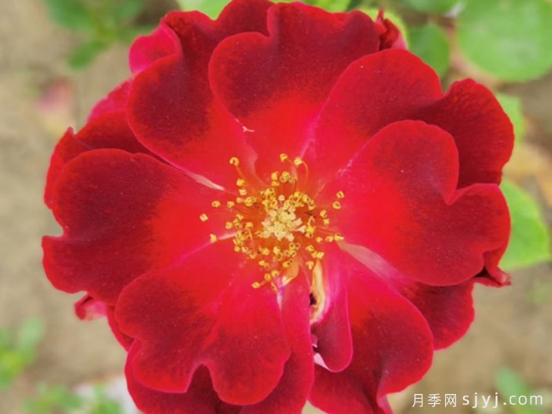 火红的舞台月季(图1)