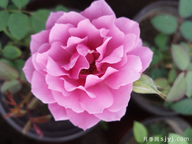 花容月貌月季(图1)