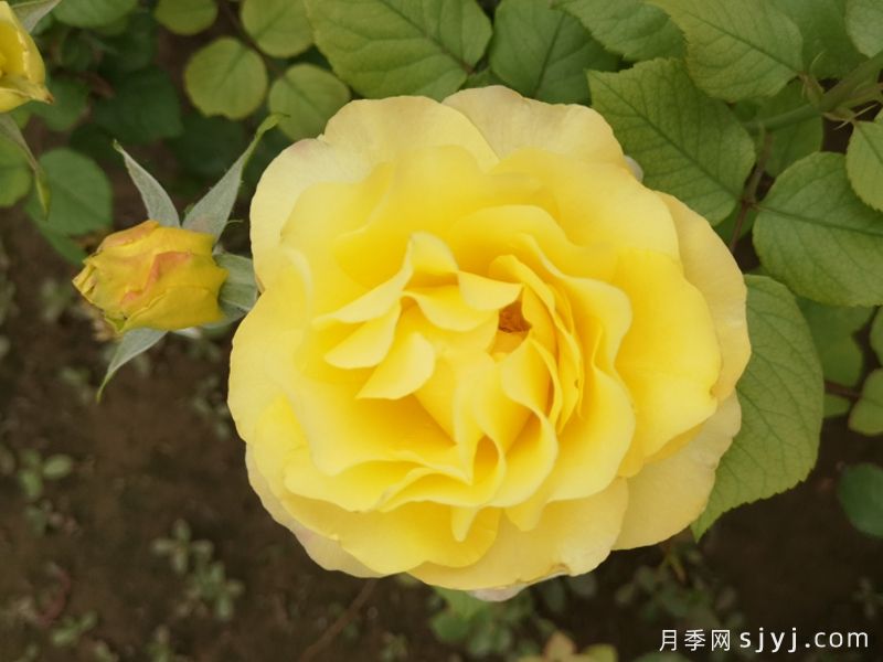 金色纳波月季(图1)