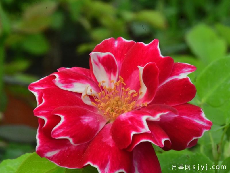 飞天月季(图1)