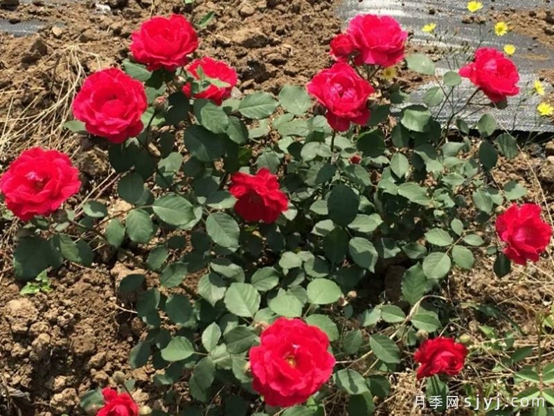 红莲舞月季(图1) 红莲舞月季(图1)