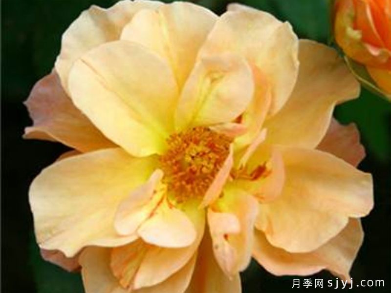 蝶舞晚霞月季(图1) 蝶舞晚霞月季(图1)