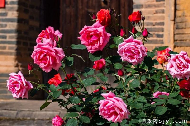 福建松溪：月季盛开靓化乡村(图1)