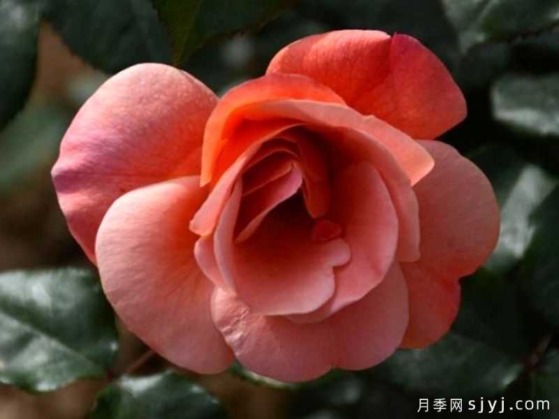 且听风月季(图1) 且听风月季(图1)
