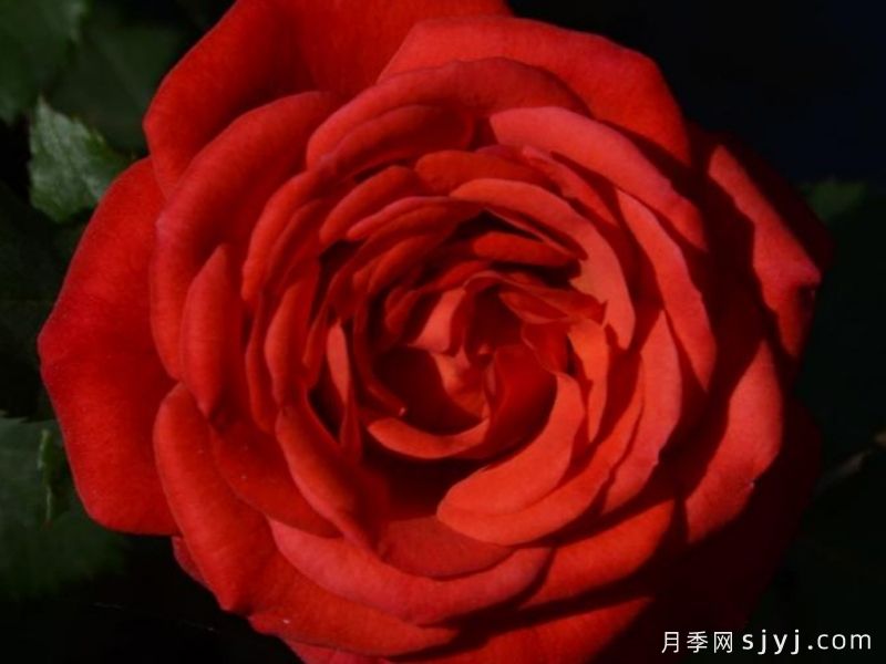 迷离星际月季(图1)