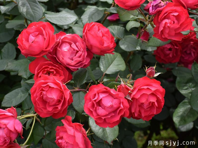 樱桃伯尼卡月季/美丽樱桃月季Cherry Bonica(图3)