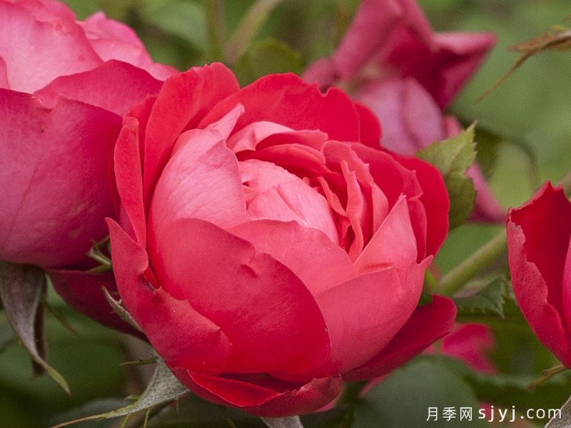 樱桃伯尼卡月季/美丽樱桃月季Cherry Bonica(图1)