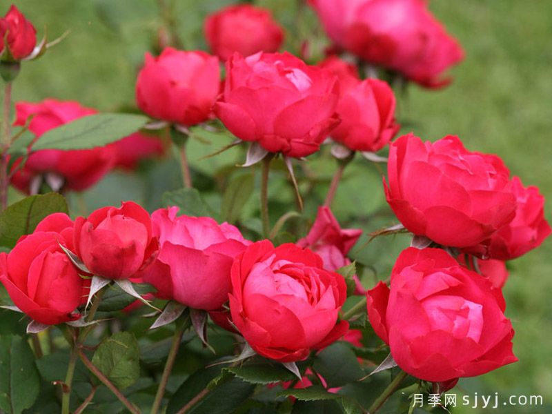 樱桃伯尼卡月季/美丽樱桃月季Cherry Bonica(图2)